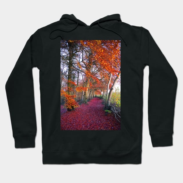 Autumnal Westridge Woods, Cotswolds Hoodie by Graz-Photos